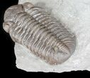 Prone Eldredgeops Trilobite - Ohio #50896-3